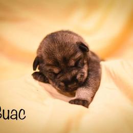 Girl 2 - Standard Schnauzer puppy in Monroe, New York from Arbor Standard Schnauzers