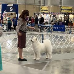 Mishka - Samoyed
