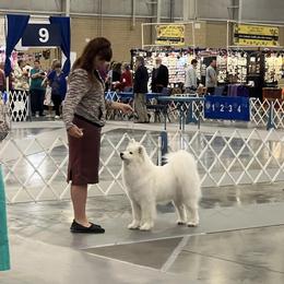 Mishka - Samoyed