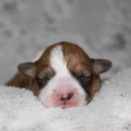 Ferrari - Red male Pembroke Welsh Corgi puppy in Goliad, Texas from Rogers’ Fluffy Butt Corgis