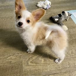 Duke - male Companion Cross puppy in Rocky Top, Tennessee from WayMakers Papillons, Poodles & Papipoms