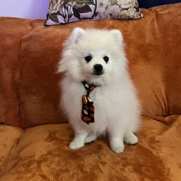 Johnny - White male Pomeranian puppy in St. Louis, Missouri from Saint Louis Pomeranian babies
