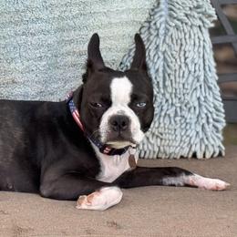 Lupita - Boston Terrier