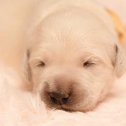 Girl 1 - Light golden female Golden Retriever puppy in Hayward, California from East Bay Golden Retrievers