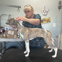 Whippet Puppies from Sonsteby