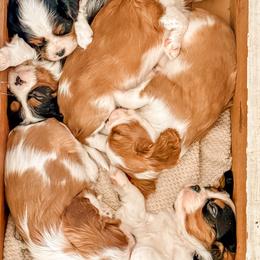 Cavalier King Charles Spaniel and Great Pyrenees Puppies from Windy Pines Ranch