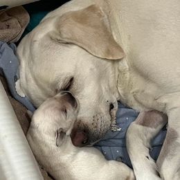 Heidi - Labrador Retriever