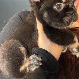 French Bulldog Puppies from Velvet Fluffy Pups