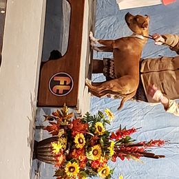 Staffordshire Bull Terrier All Grown Up from Empire Kennel Staffords