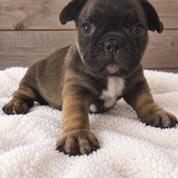 Manny - Fawn male French Bulldog puppy in Warm Springs, Arkansas from State Line Dachshunds & Frenchies