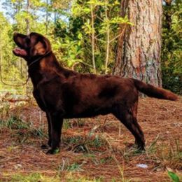 Labrador Retriever All Grown Up from EverOak Labradors