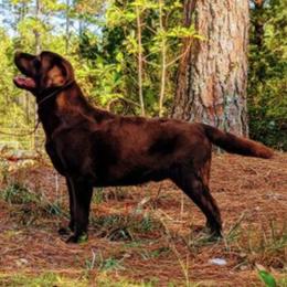Labrador Retriever All Grown Up from EverOak Labradors