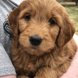 Goldendoodle Puppies from Amberdoodles