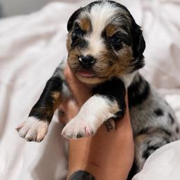 Blaze - Blue merle male Australian Shepherd puppy in Polk City, Florida from Skaky Shepherds