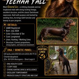 General Lee - Dachshund