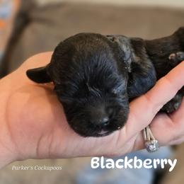 Blackberry - Black female Cockapoo puppy in Perry, Arkansas from Parker's Cockapoos
