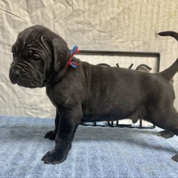Scottie - Black male Neapolitan Mastiff puppy in Canyon, Texas from Mastini Della Forte