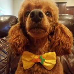 Cavapoos and Poodles from Danielle’s Cavapoos