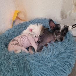 Chinese Crested Puppies from Crestie Charm Cottage