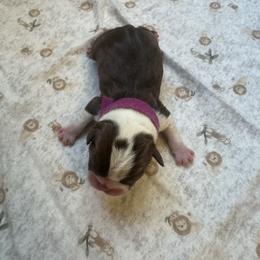 Purple collar - Red female Boston Terrier puppy in Winnie, Texas from Tina Terry's Boston Terriers