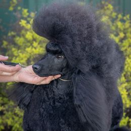 Senga - Poodle