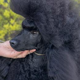 Senga - Poodle
