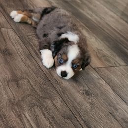 Nala - Blue merle Miniature Australian Shepherd puppy in Kansas City, Missouri from Kinsley's Cuties & SouthPaw Creations