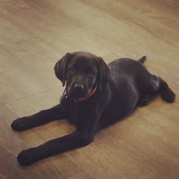 Labrador Retriever Puppies from Wagner's Retrievers