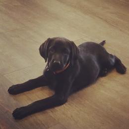 Labrador Retriever Puppies from Wagner's Retrievers