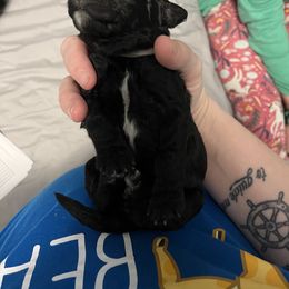 Poodle Puppies from Sarah’s Standards