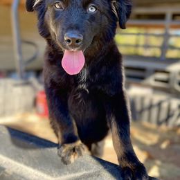 Boy 3 - Black tri-color male Australian Shepherd puppy in Smithville, Arkansas from Harris Farms and Aussies
