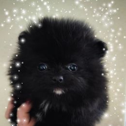 Pomeranian Puppies from Glitzypoms