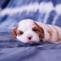 Cavalier King Charles Spaniel Puppies from Country View Cavaliers