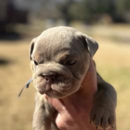 Stitch - Lilac tri-color male Bulldog puppy in Plano, Texas from Dallas Finest Bulldogs