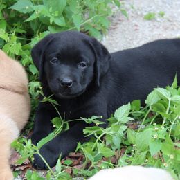 Labrador Retriever Puppies from Trapper Creek Labradors