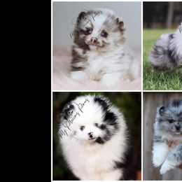 Pomeranian Puppies from My Precious Poms