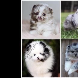 Pomeranian Puppies from My Precious Poms