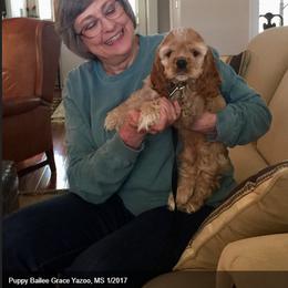 Cocker Spaniel Puppies from Chloe's Cocker Spaniels