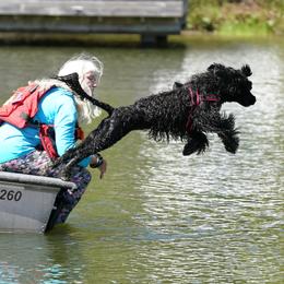 Portuguese Water Dogs from Southern Splash