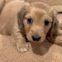 Cosmo - Cream male Dachshund puppy in Kempner, Texas from House of Dachshunds Texas