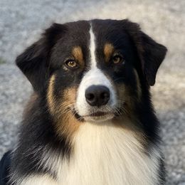 Giddy - Australian Shepherd