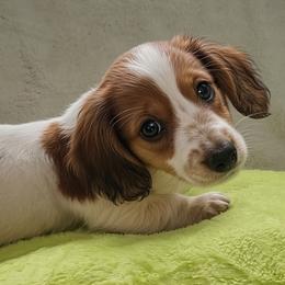 Green - Piebald male Dachshund puppy in Ridge, New York from Tracy's Puppy Club