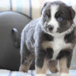 Sapphire - Dilute blue female Australian Shepherd puppy in Quapaw, Oklahoma from Rocky Hill Aussies