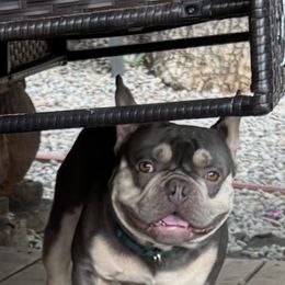 Olaf - French Bulldog