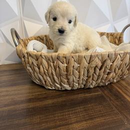 No collar boy - Light golden male Golden Retriever puppy in Radcliff, Kentucky from It’s A Golden Life