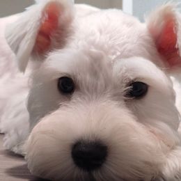 Green Male - White male Miniature Schnauzer puppy in Houston, Texas from Haughton Farm
