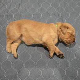 Green Collar - Golden female Golden Retriever puppy in El Dorado Hills, California from Asperheim Golden Retriever Puppies