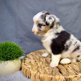 Bam Bam - Blue merle female Miniature American Shepherd puppy in Clinton, Missouri from Mockingbirds American Minis
