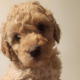 Aussiedoodle Puppies from My Classy Doodles