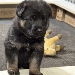 Girl 1 - Black and tan female German Shepherd puppy in Newburyport, Massachusetts from Runchkin Hill Farm and Kennel